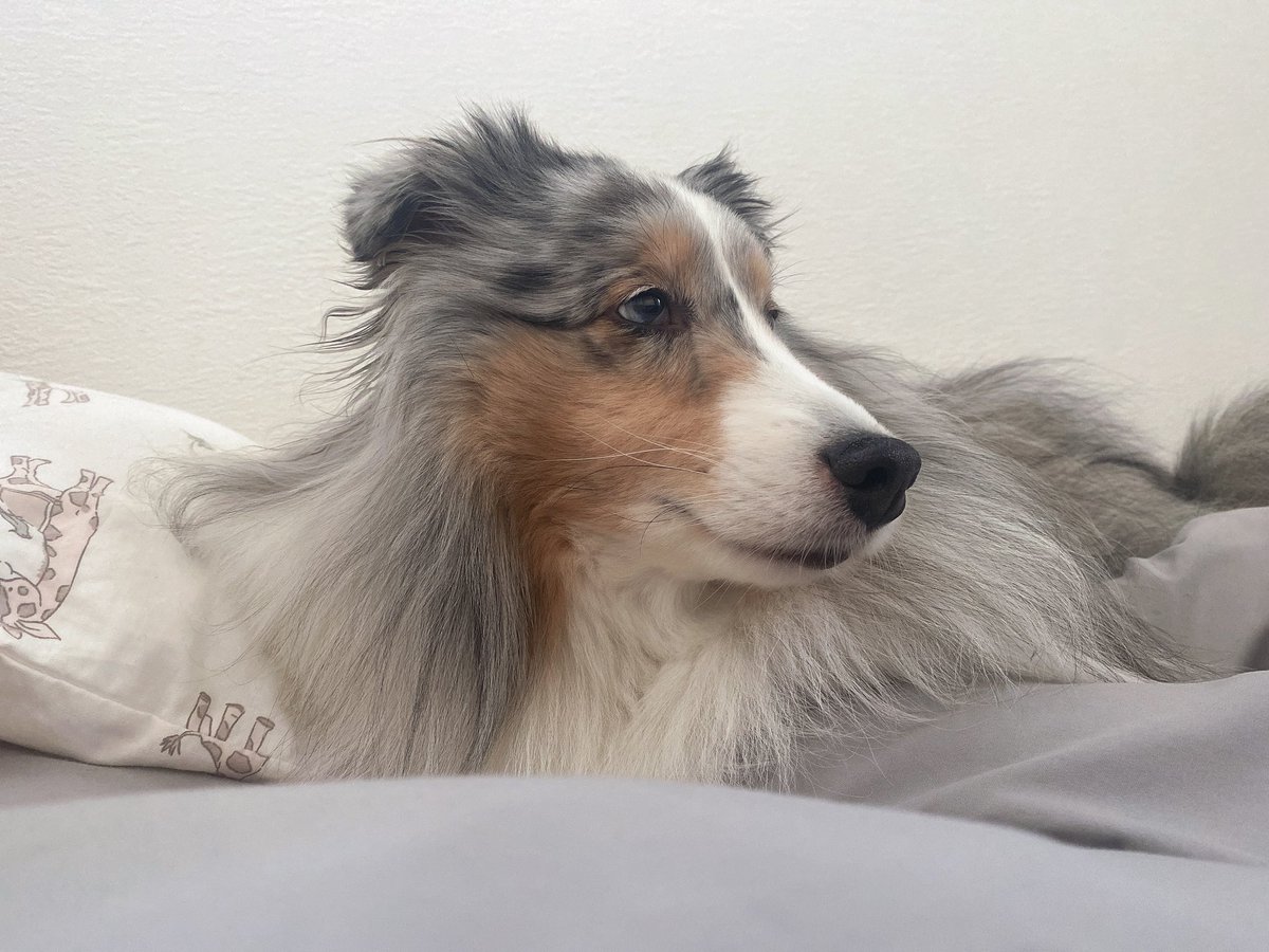 poker0ll's tweet photo. ほんとにかわいい https://t.co/zOTCXsC4g0