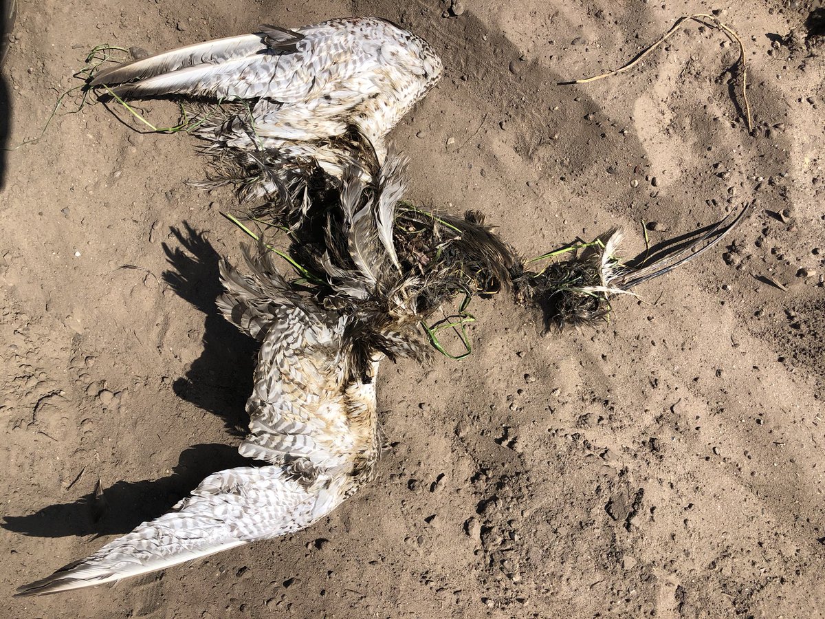 Wulp, uitgemaaid is mijn conclusie én daarna door één of ander beest meegesleept. Heb in dit deel Vlaamse/Brabantse grensgebied nu ca 10 paar wulpen gevonden, allen mislukt. Gras voor 99% gemaaid. Gisteren had ik het in Bilzen tijdens m’n lezing nog over wulpenleed.