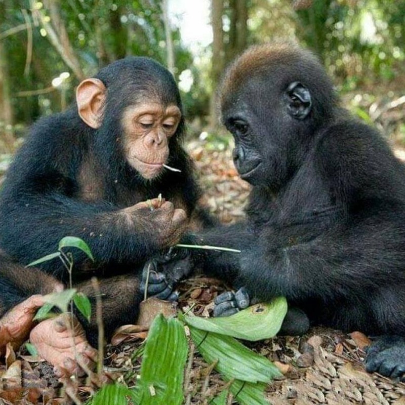 Book an amazing #UgandaWildlifesafari to the best Chimpanzee Trekking destination that is Kibale national park.bit.ly/3KsFT8S bit.ly/3vaJhyy bit.ly/3jTvcAf bit.ly/3KrNsvL bit.ly/3MrtWAL bit.ly/3KtO2cp bit.ly/3KeE2Dq