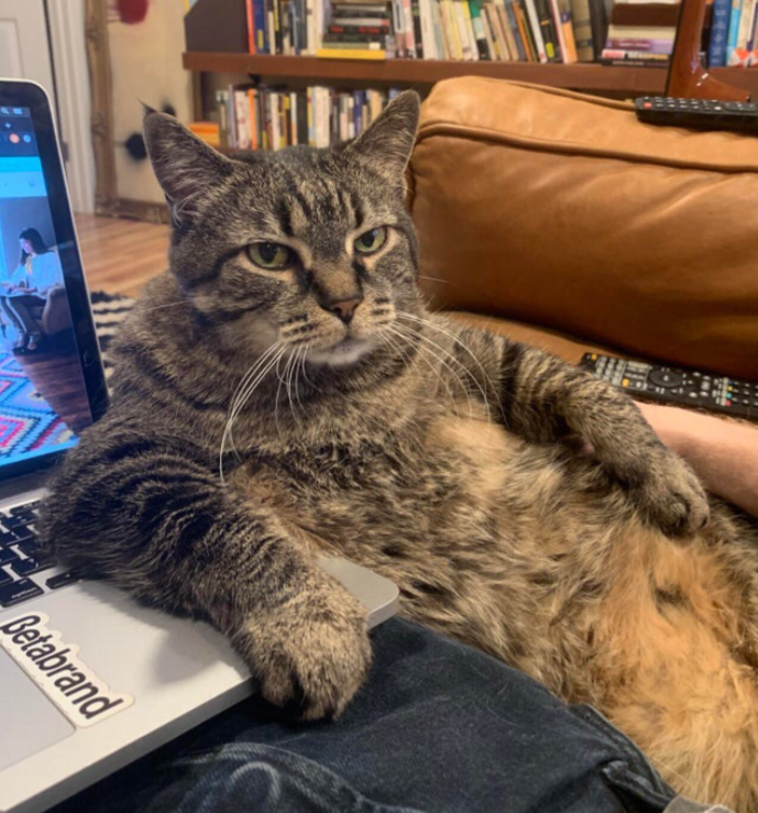 Stercorius's tweet photo. @lilliedahlberg @ahagman När man jobbar hemma och chefen vill ha att allvarligt samtal 😾 https://t.co/iFOuTyiGXB