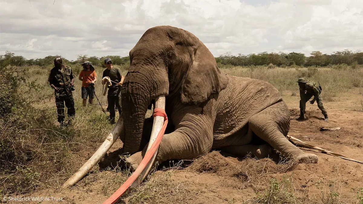 SheldrickTrust's tweet photo. Africa lost one of its giants last week with the passing of Tolstoy. He left before his time: despite the valliant efforts of rangers and vets to save him for weeks, in the end, it was a spear that claimed his life. Farewell old friend: https://t.co/bgmQmrPPk5 https://t.co/o6xOUKT0ji