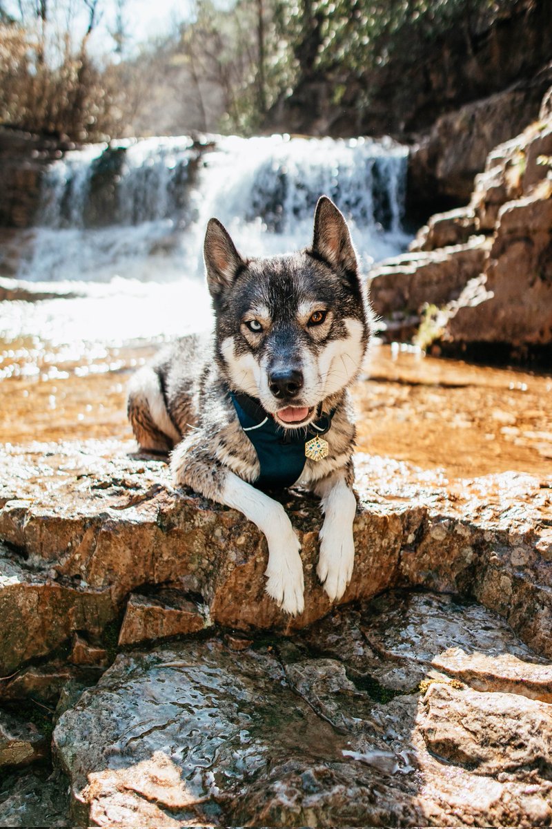 GM ☀️ This is the cutest face you'll see all day.. 🖤
#doggy #DogTwitter #twitterdog #twitterdogcomunity #pets #doge
