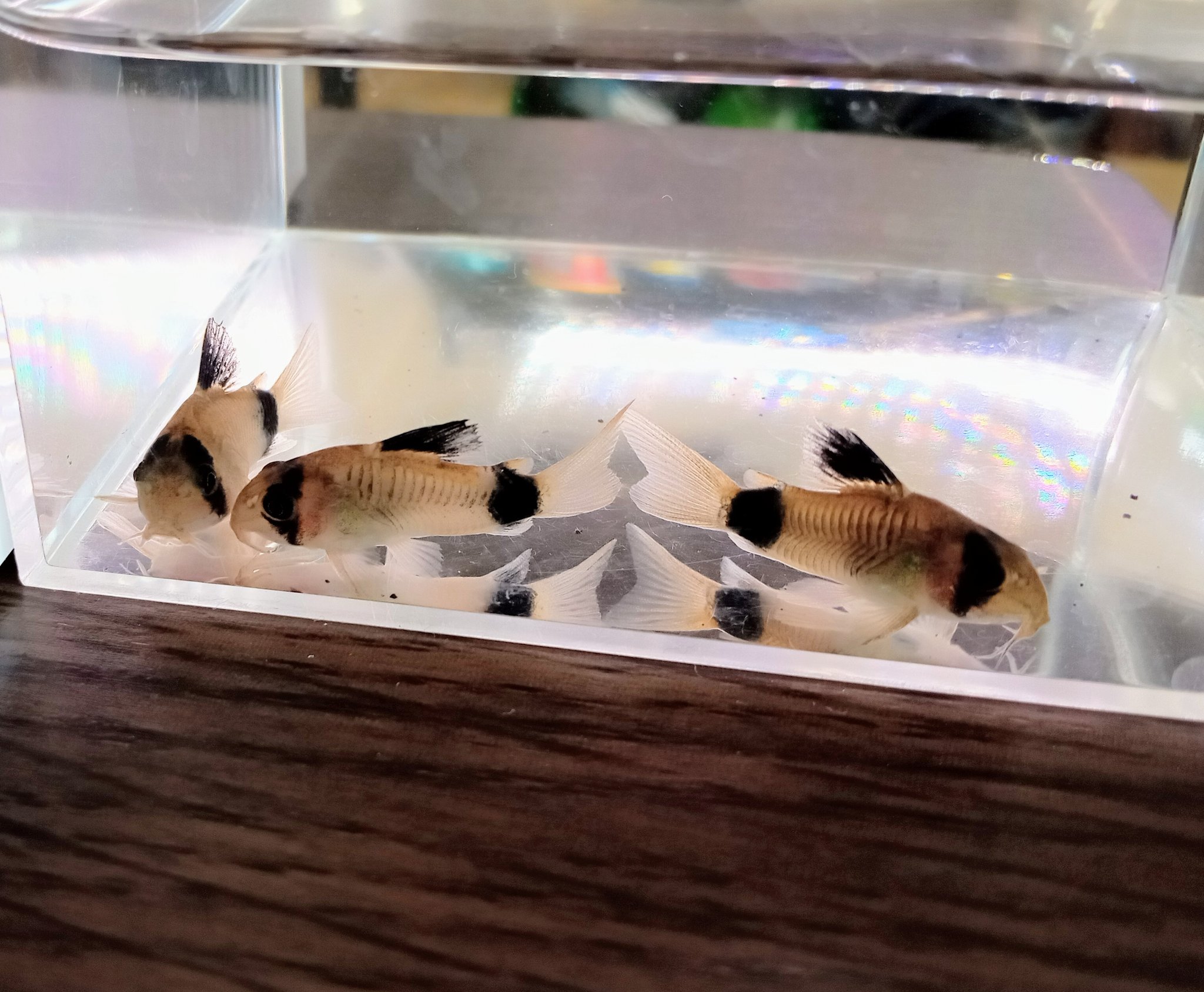 Take C 本日お迎えしたコリドラス パンダ 我が家のコリ達と比べると小さい 我が家の太ったテトラ達よりも小さい 可愛い コリドラス アクアリウム T Co Thr3lwiiwe Twitter