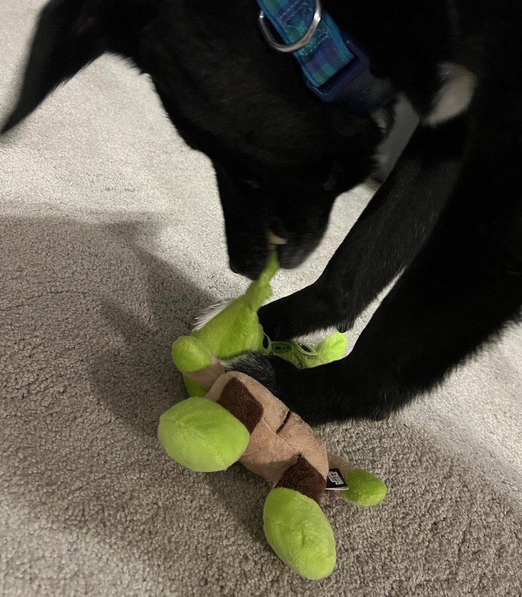 BradHornback's tweet photo. Darth Finley tries to turn Yoda to the Bark Sideβ¦by pulling his ear off. #MayThe4thBeWithYou
#dog #StarWars #Yoda #CHS #BarkSide https://t.co/z8qaXDK34t