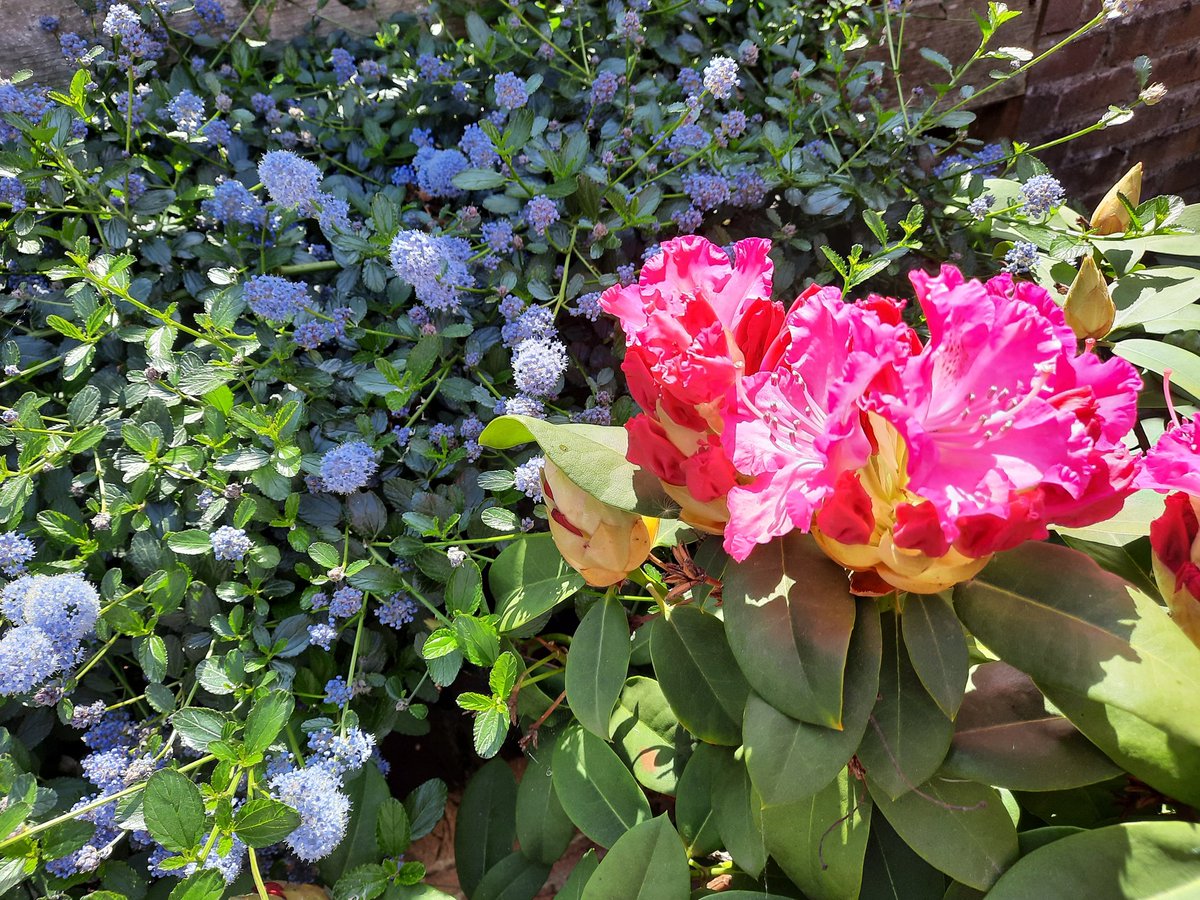 Wat is het heerlijk weer. Ideaal om in de tuin verder te lezen in #doodopkasteelBrémont van #mlLongworth. Maar helaas nog veel te doen. Zowel de zon als het fijne boek moeten even wachten. #hebbanbuzz, <a href="/Hebbannl/">Lezerscommunity Hebban.nl</a> #lezenindezon, #lente
