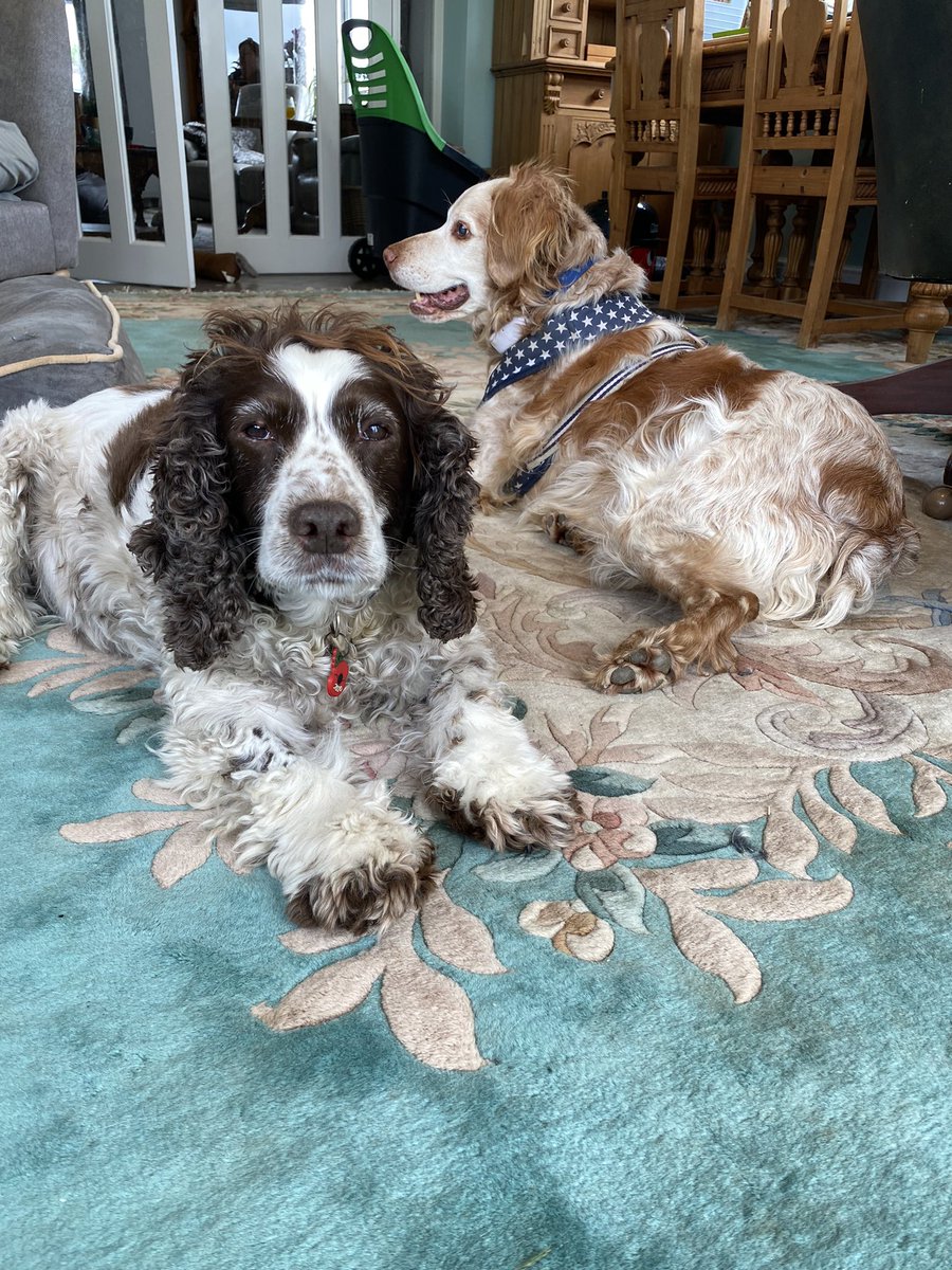 SpanielsSuper's tweet photo. @HGrafdad Yes! Poor bedless Ronnie, HuSis pointed out there are 7 other beds in the house, including one in that room 🤷‍♀️ but I wanted that one 🥺#ThatsNotThePoint #MoUnderstands https://t.co/1wlN5siNL6
