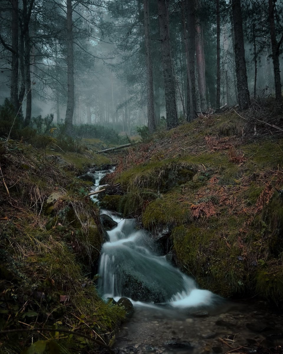 JaviHeFoo's tweet photo. De exploración por los alrededores de Navacerrada. Nos pilló mucha niebla y se convirtió en un sitio mágico.
Todas las fotos han sido con mi móvil, poniéndolo a prueba📸 https://t.co/fNf8hoXC71