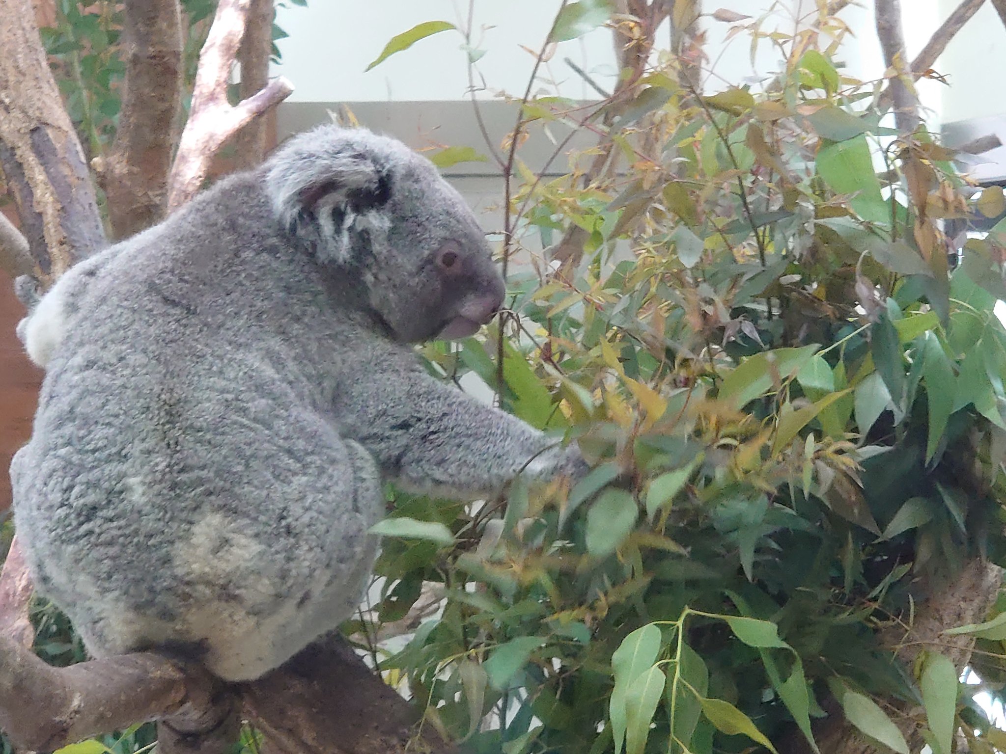 تويتر مشاهدة تغريدة Aozora Skyblue7 في ٤ مايو ٢٠٢٢ على Twitter