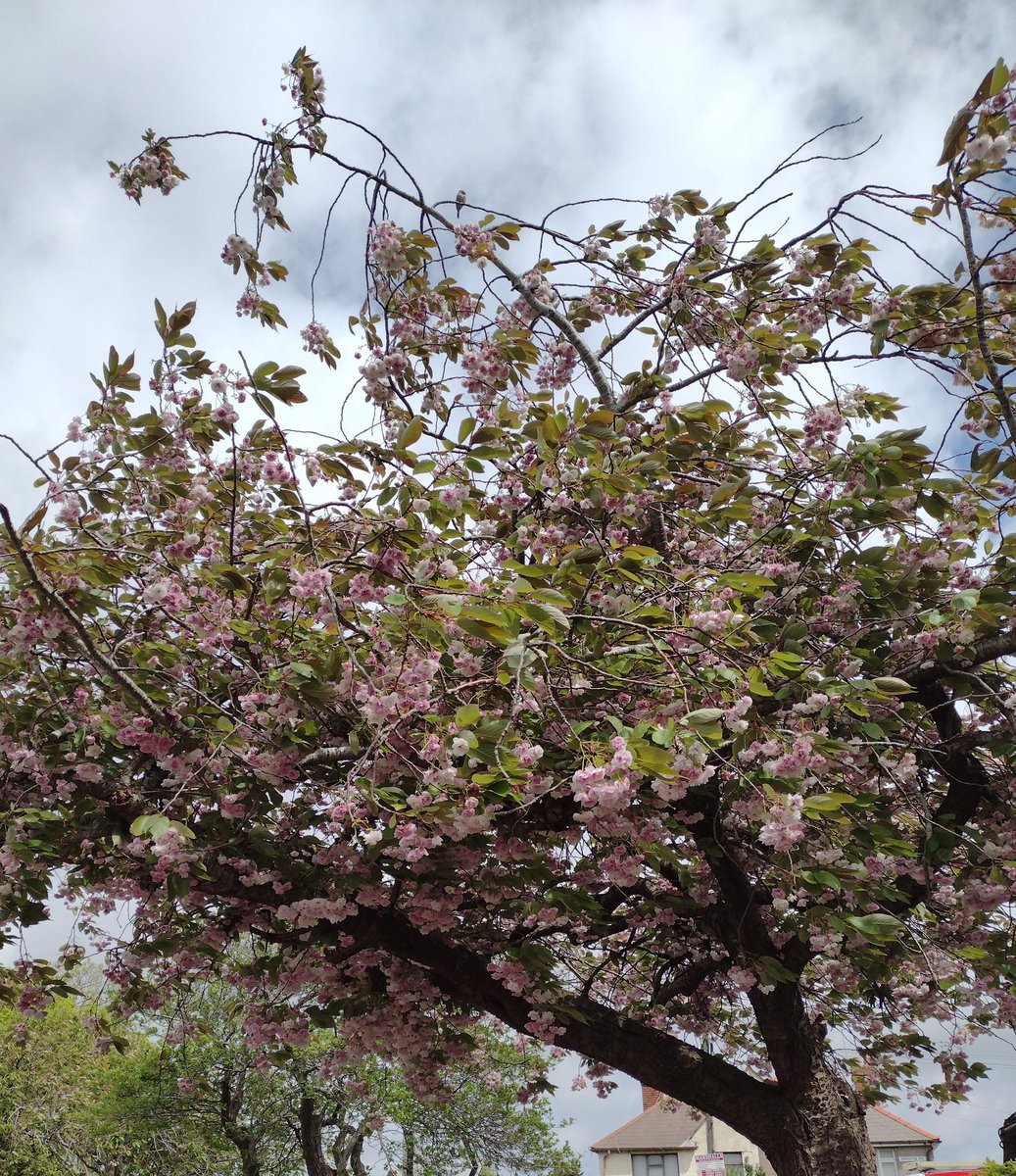 SprigofHeather's tweet photo. Rapida dum-lunĉhora promenado. Quick lunchtime stroll #TranslatorWalking #TradukistoVagadas https://t.co/ZNa55p9qi3