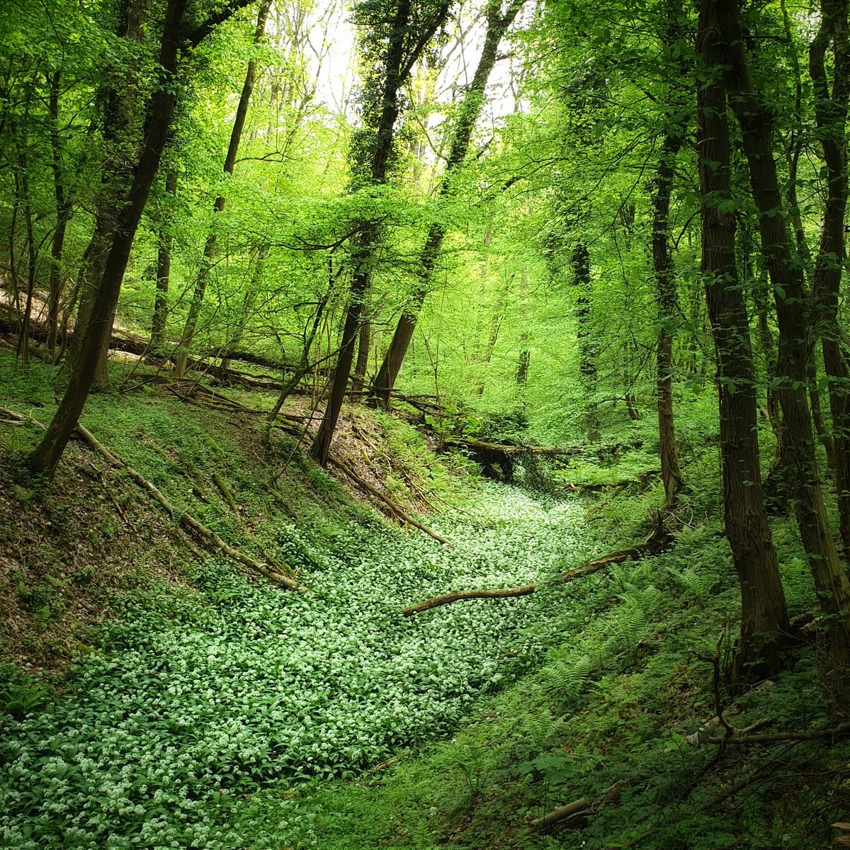 GarethMate_'s tweet photo. A seasonal range of glorious greens and a carpet of Wild Garlic flowing through Consall Woods, Staffordshire.
#wildgarlic #Staffordshire #Consall #Woodland #ThePhotoHour https://t.co/2Y4XnPlAEl