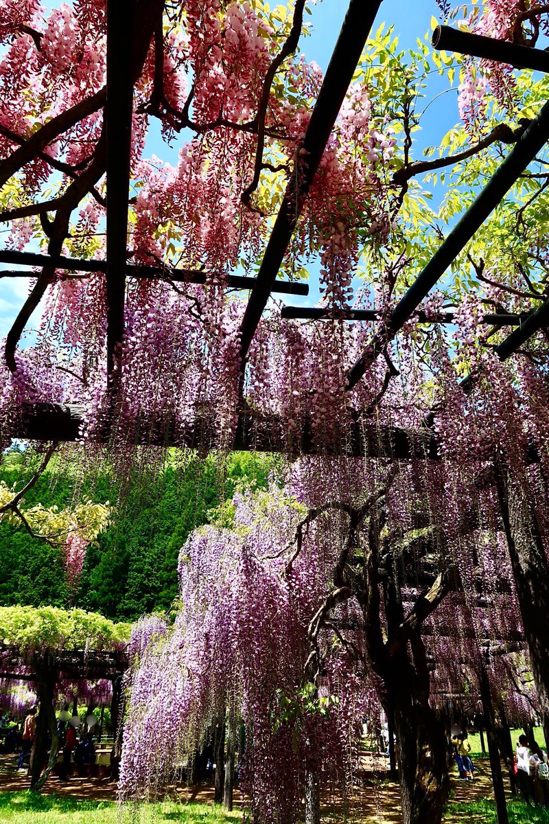 Yoyoyo7887's tweet photo. ４月。ありがとう。

#写真撮ってる人と繋がりたい #キリトリ世界 #キリトリノセカイ #藤 #芝桜 #桜 #チューリップ https://t.co/TSlgObRqBo