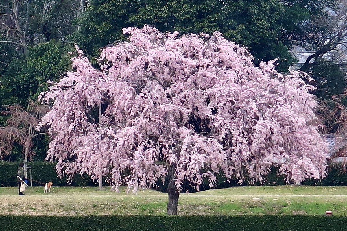 Yoyoyo7887's tweet photo. ４月。ありがとう。

#写真撮ってる人と繋がりたい #キリトリ世界 #キリトリノセカイ #藤 #芝桜 #桜 #チューリップ https://t.co/TSlgObRqBo