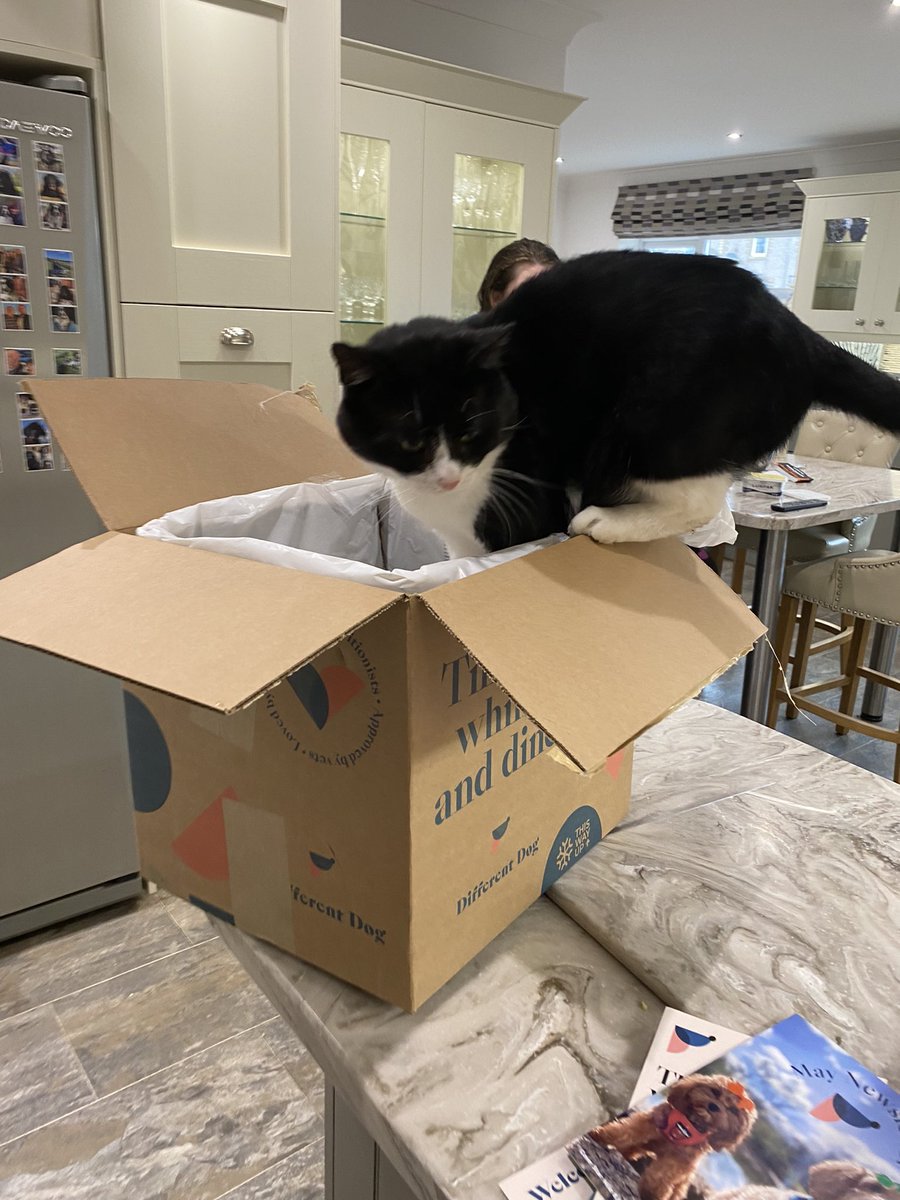 SpanielsSuper's tweet image. @_differentdog 
Our delivery arrived today …… It’s been hijacked by our very Different Cat😤
We’re hoping she shares 🤞#Help #ItsOursNotYours #DogsOfTwitter #CatsOfTwitter #Hungry #Catnapped