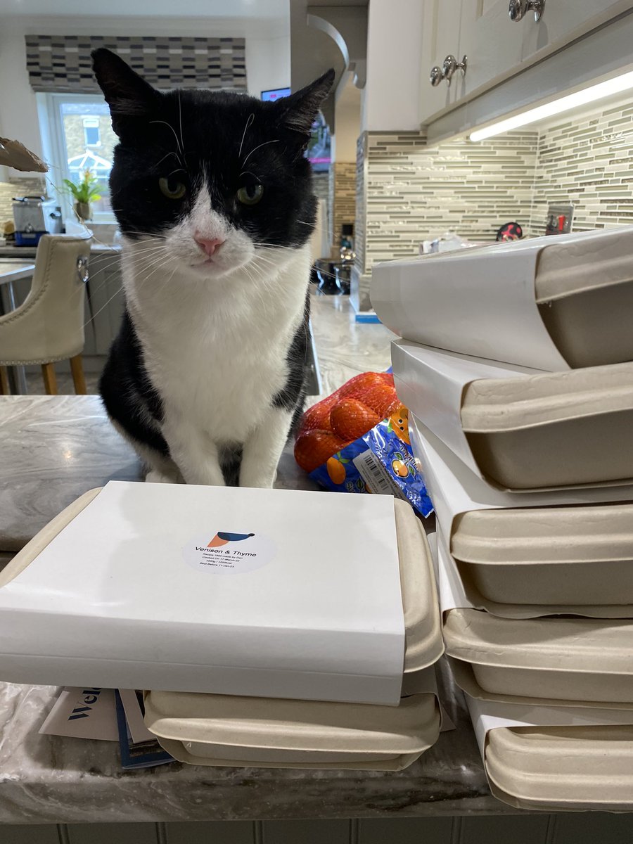 SpanielsSuper's tweet image. @_differentdog 
Our delivery arrived today …… It’s been hijacked by our very Different Cat😤
We’re hoping she shares 🤞#Help #ItsOursNotYours #DogsOfTwitter #CatsOfTwitter #Hungry #Catnapped