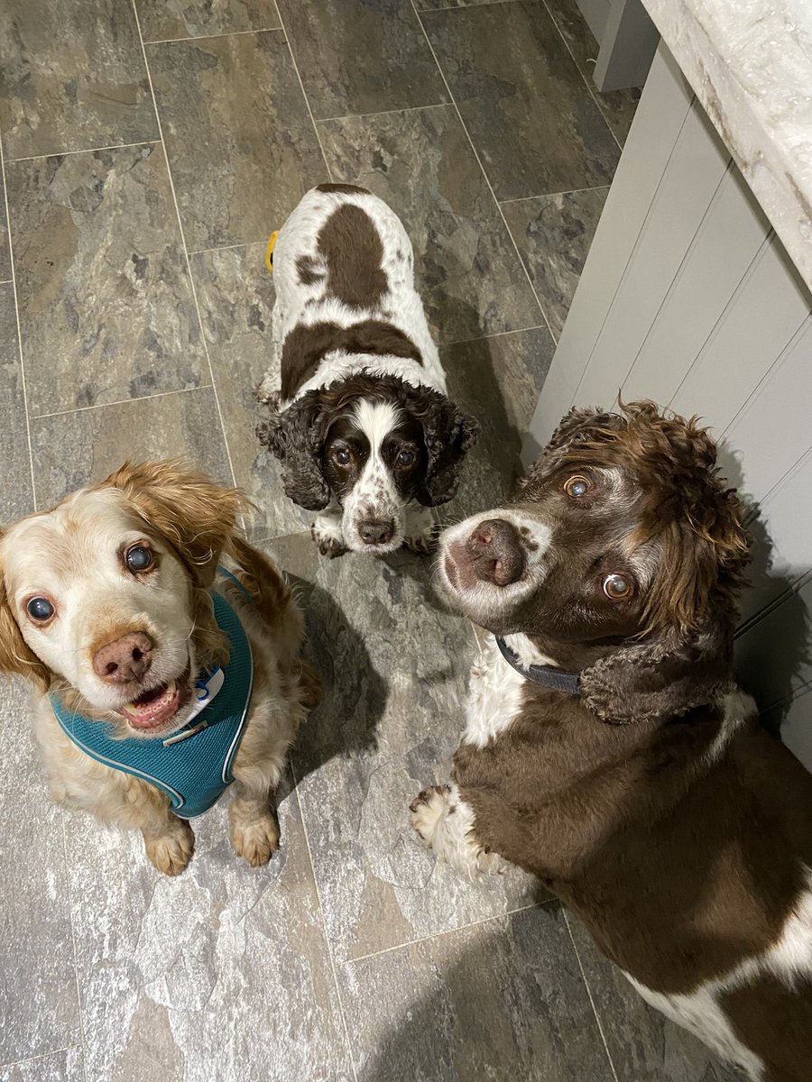 SpanielsSuper's tweet image. @_differentdog 
Our delivery arrived today …… It’s been hijacked by our very Different Cat😤
We’re hoping she shares 🤞#Help #ItsOursNotYours #DogsOfTwitter #CatsOfTwitter #Hungry #Catnapped