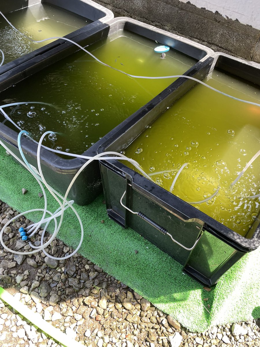 pei93368518's tweet photo. メダカ&amp;金魚メンテナンス^_^
雑な性格が出てます🥺

写真の金魚とメダカ、アクア用品一式
３千円でどなたかどうぞー。
静岡県東部まで取りに来てくれる方
限定です！ https://t.co/x6LRjA6w1z