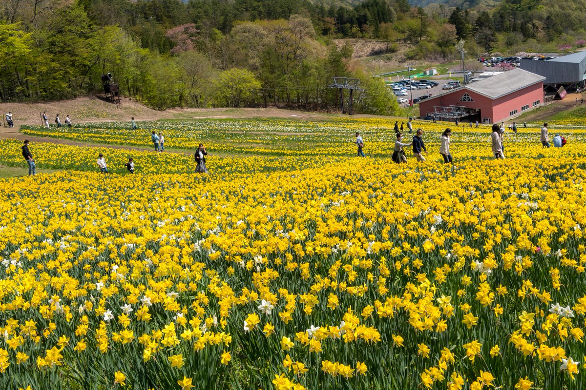 bakusan9604's tweet photo. ノルンみなかみフラワーガーデン
圧巻の水仙のお花畑でした。
#gunmapics #gunma_scene #ぐんまフォト旅 #ぐんま応援びと #ぐんまフォト旅掲載希望 #ぐんまの風景 #写真好きな人と繋がりたい #群馬 #みなかみ #ノルン #水仙 #スイセン #GWはフォロワーさんが増えるらしい #グンマーの春 https://t.co/yvQv7WGZ81