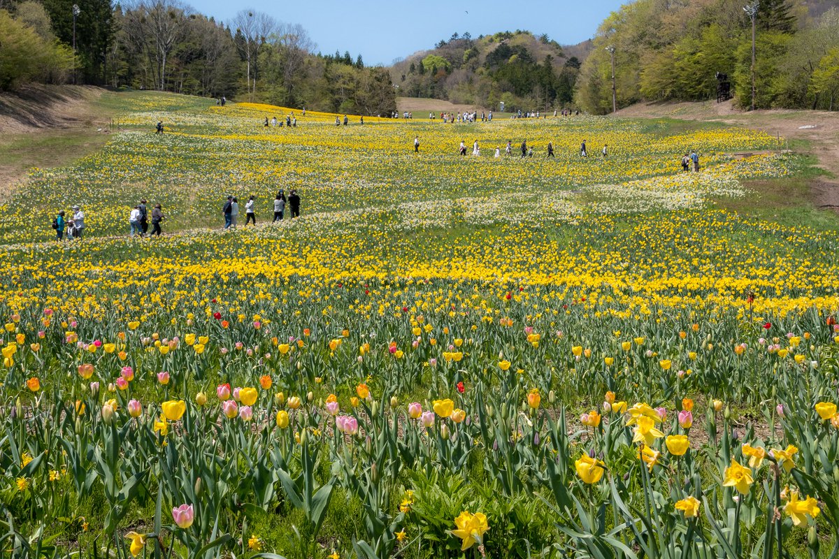 bakusan9604's tweet photo. ノルンみなかみフラワーガーデン
圧巻の水仙のお花畑でした。
#gunmapics #gunma_scene #ぐんまフォト旅 #ぐんま応援びと #ぐんまフォト旅掲載希望 #ぐんまの風景 #写真好きな人と繋がりたい #群馬 #みなかみ #ノルン #水仙 #スイセン #GWはフォロワーさんが増えるらしい #グンマーの春 https://t.co/yvQv7WGZ81