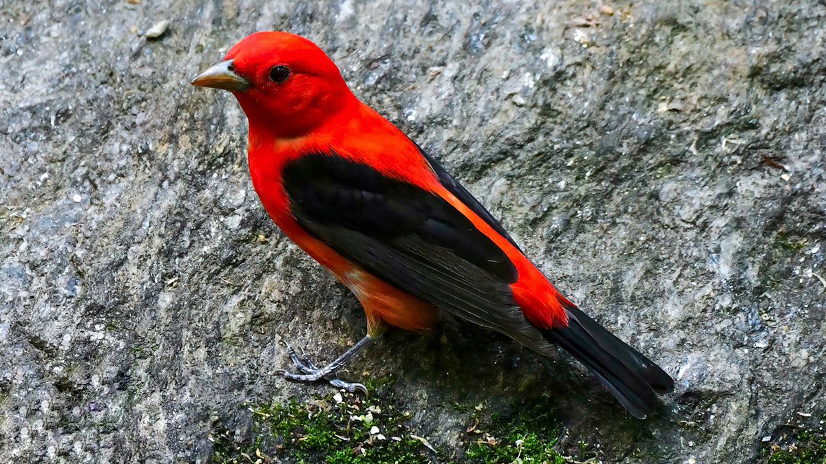 Good morning from Central Park!!! It's gray&drizzling today, but this GORGEOUS guy just brightened my morning: Scarlet Tanager!!! Potato Birding(sitting very still&quiet like a tater)yields huge rewards! Welcome to NYC my handsome pal&I wish you a safe journey. 💕