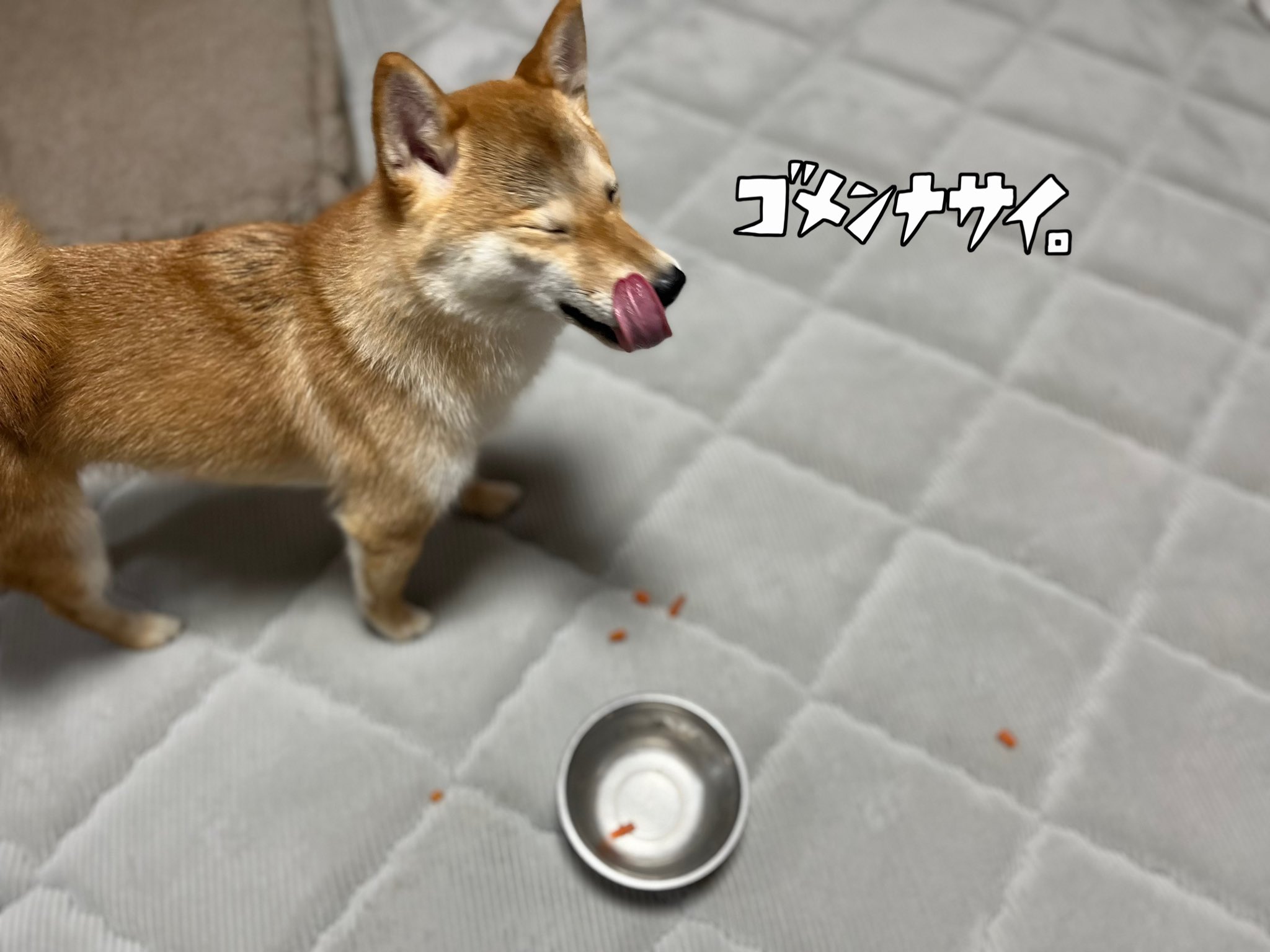 柴犬花子 Shibahana1029 Twitter