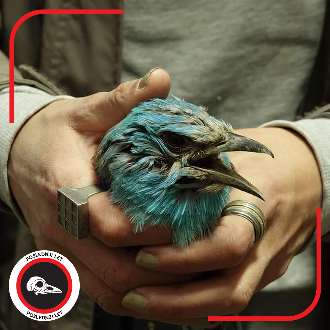 BirdLifeSerbia's tweet photo. INSTITUCIJE ODBIJAJU DA ZBRINU ZAŠTIĆENE VRSTE

Fotografija:  Sarač Ana
#poslednjilet #zbrinjavanje #prihvatiliste #ptice #priroda #DZPPS #BPSSS #BirdLife https://t.co/Q0R6gZfcdc