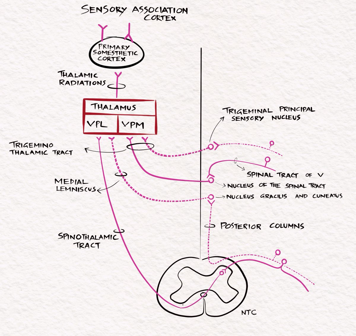 Anatomy and clinical localisation of the sensory system. player.fm/series/2986298
Sensory pathways
#neurology #neurotwitter  #MedEd #neuroscience #epilepsy #ILAE #eeg #eegtweetorial #medico #internalmedicine #neurosurgery #MedTwitter #seizures