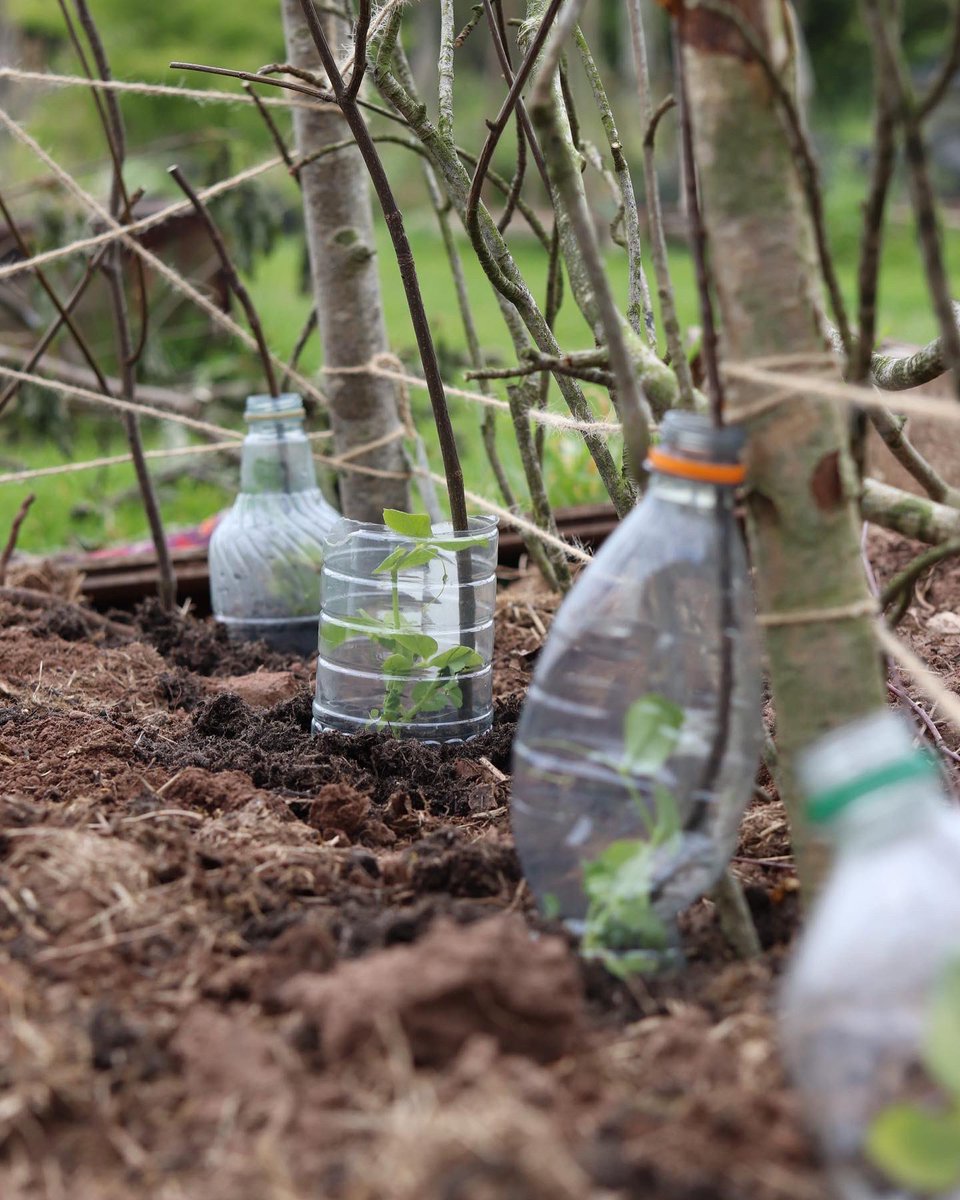 CLSWIFT's tweet image. A comical afternoon trying to stop Plum (the duck) who has developed a taste for pea shoots from eating them all. Gone for twigs and reusing plastic bottles as mini cloche - so far it’s working 🤞 #garden #allotment #NationalGardeningWeek