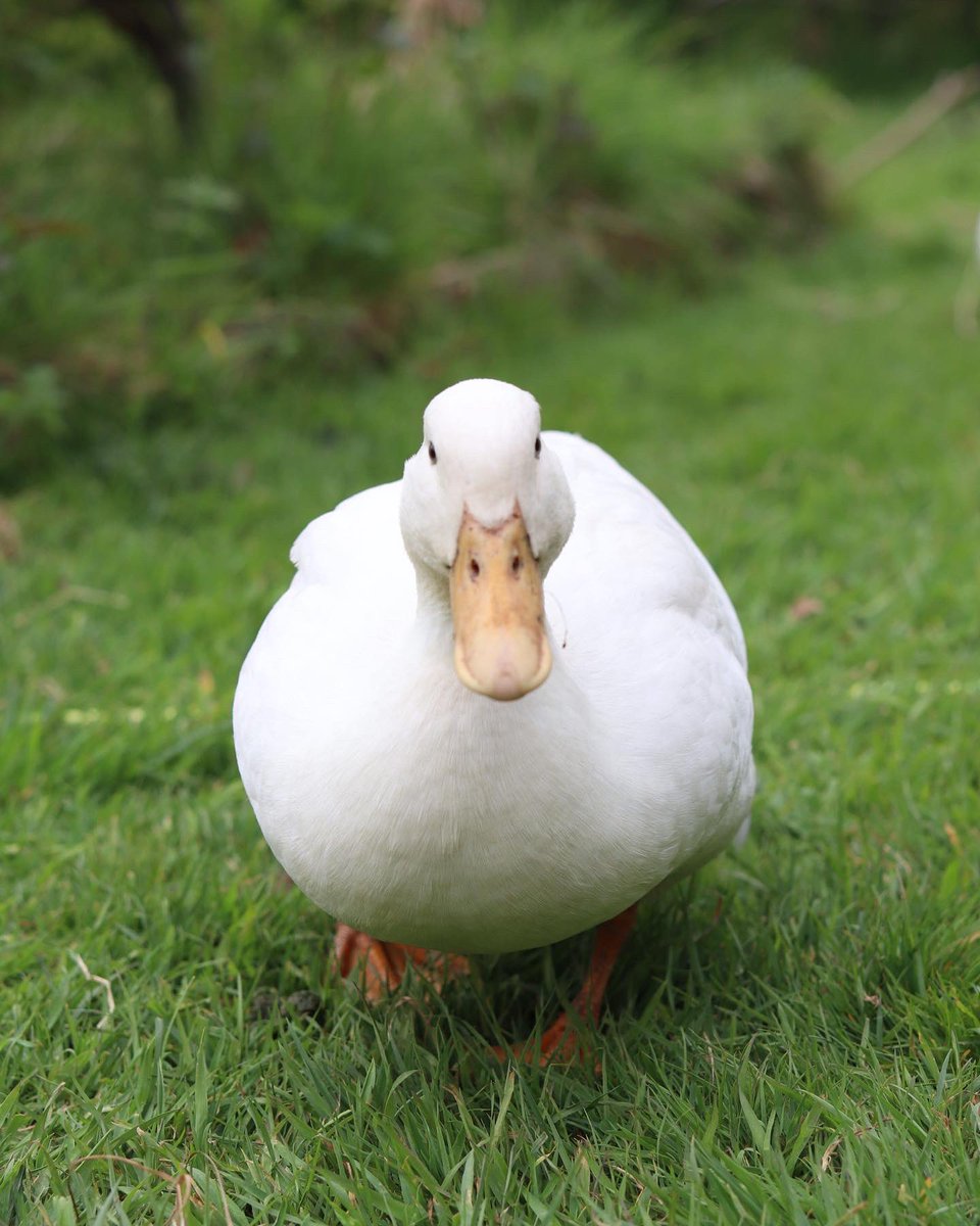 CLSWIFT's tweet image. A comical afternoon trying to stop Plum (the duck) who has developed a taste for pea shoots from eating them all. Gone for twigs and reusing plastic bottles as mini cloche - so far it’s working 🤞 #garden #allotment #NationalGardeningWeek