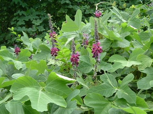 Lawnmasters318's tweet image. You may know that kudzu vine was brought to the South from China as an ornamental plant.  It has its good points, really. Every bit of it -- leaves, flowers, tuners -- is edible. Deep-fried leaves are delicious. 
#lawnmasters #lawntech #shreveport #weedoutwednesday