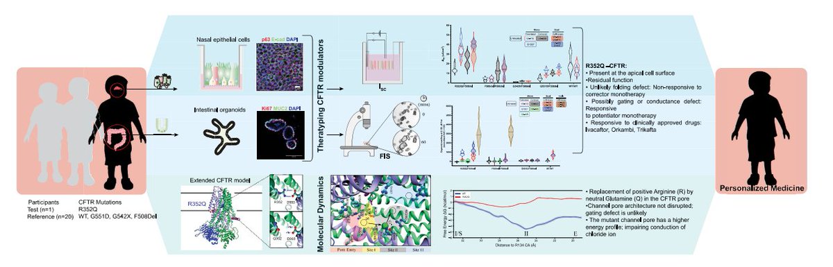 ⚗️ .<a href="/UNSW/">UNSW</a> scientists including Dr. Shafagh Waters characterized the structural and functional defects of the rare CFTR mutation R352Q in patient-derived cell models of the airway and gut.
bit.ly/3LLOyUo