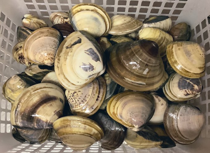 ハマグリのtwitterイラスト検索結果