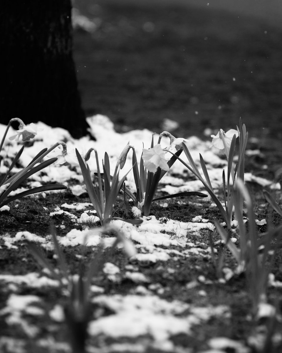 repfl's tweet photo. Discover the Little Big City - 
Walking around my Home Town and see it with my Eyes

#snow and #cold #Weather
around #April

#Zurich #Switzerland #Streetphotography #blackandwhitephotography https://t.co/LKPZCusH2V https://t.co/c65E1BtZXw https://t.co/p3nHBZsq5b