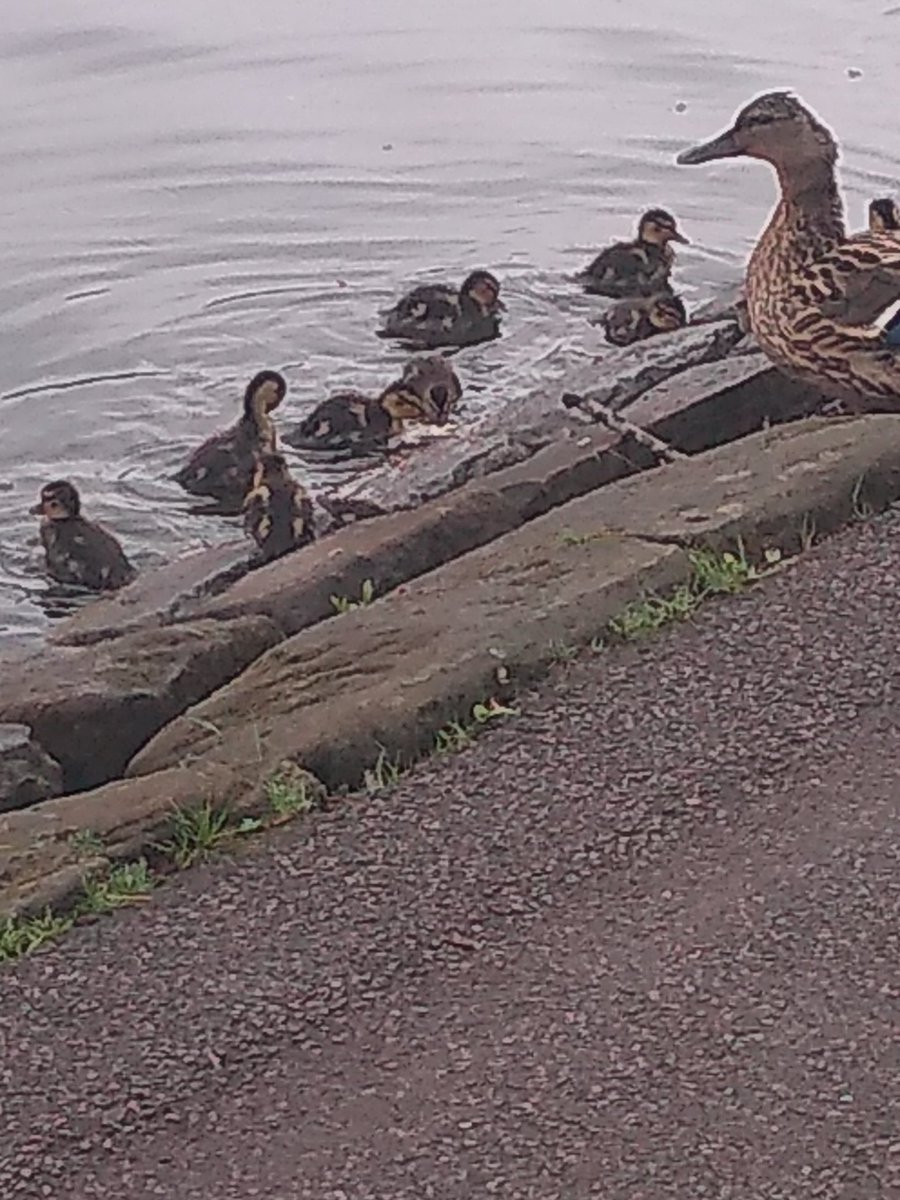 TorusFdnTracy's tweet photo. Rain didn't put everyone off today at Sefton Park Buggy Fit, great turn out and little ducklings loved the rain. For further information contact Tracey on 07860410995 https://t.co/DDx9D29LUa
