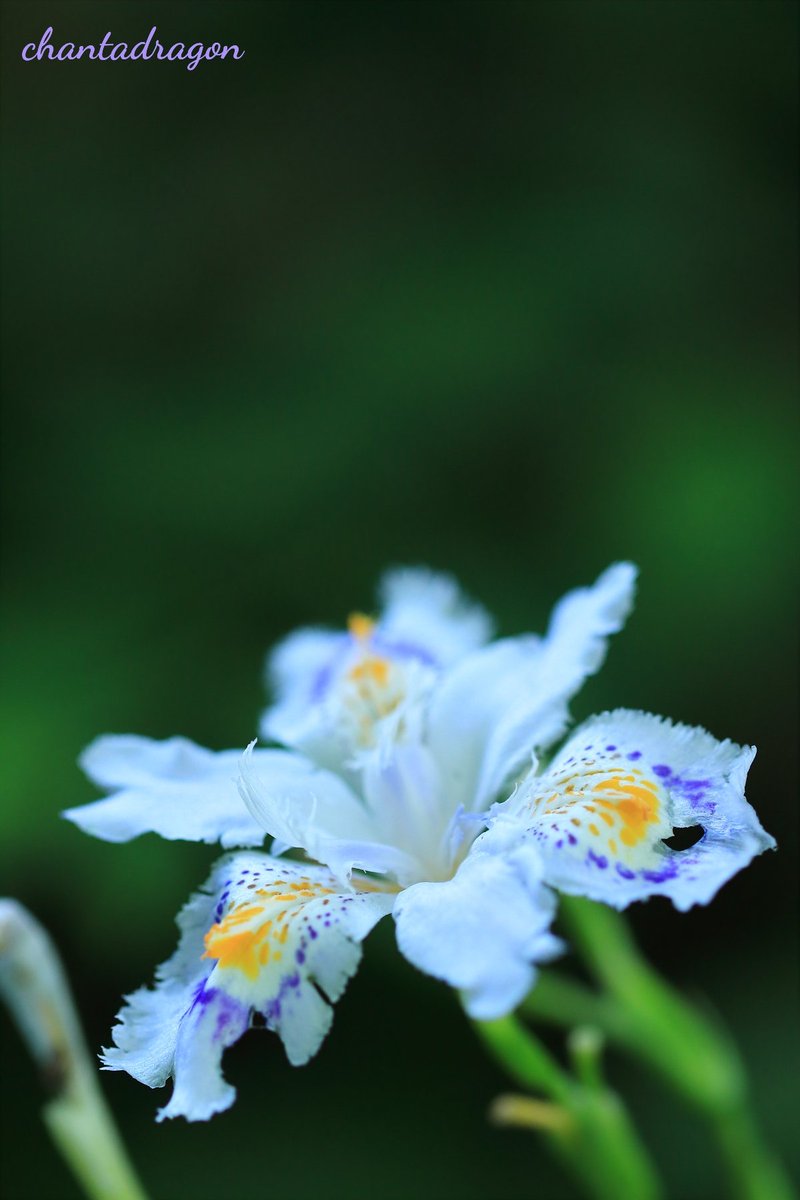 chantadragon's tweet photo. 絶好の写活日和となり、藤でも撮ろうかと出掛けましたが、花つきが良くなく諦めました。
代わりに緑陰に咲いていた涼し気なシャガをパチリ。

#多摩丘陵 #薬師池公園
#寫眞倶楽部 
#風景写真 
#photography https://t.co/1ndH6sp7Pw