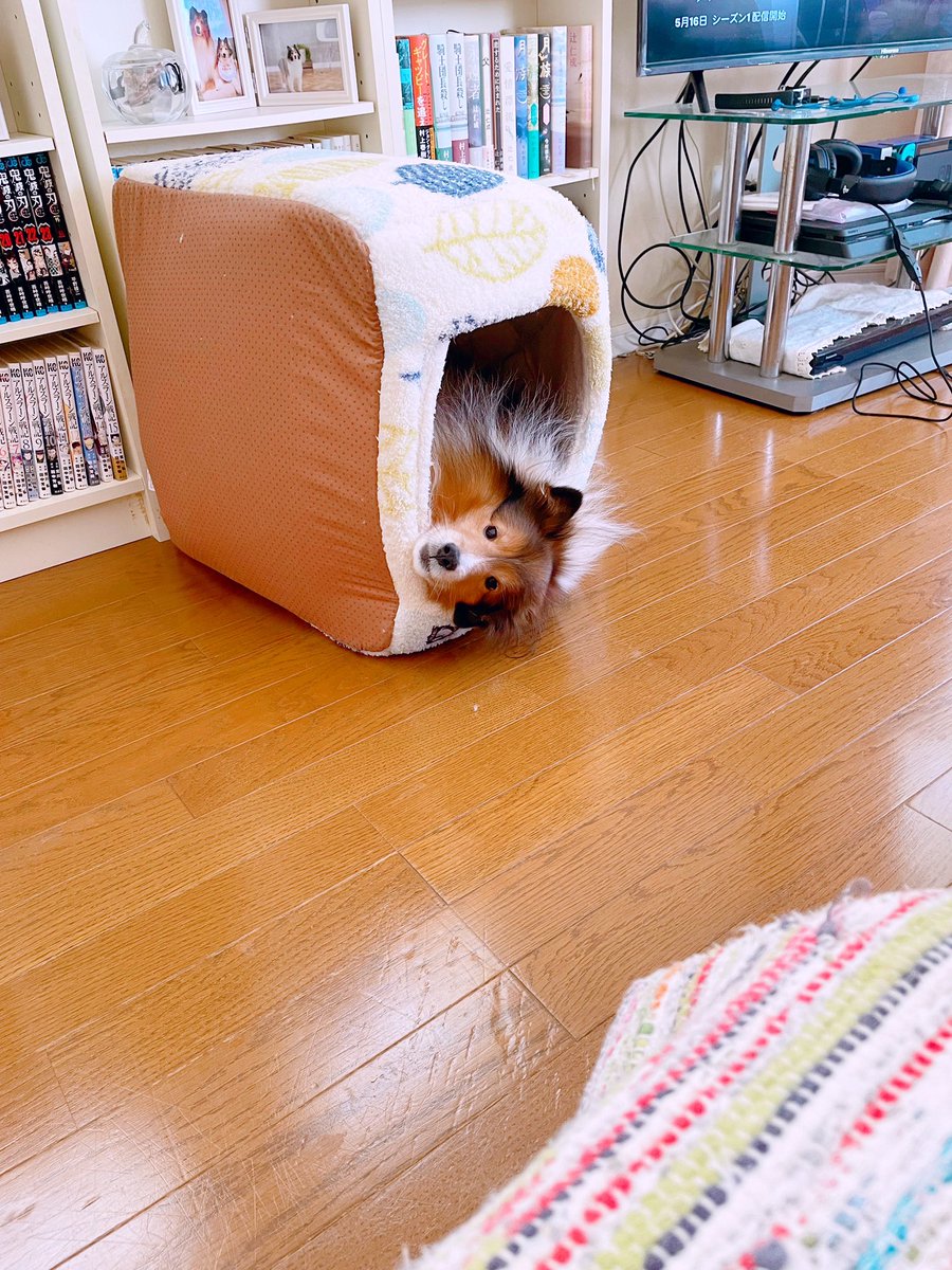 moguko0524's tweet photo. お風呂に入りたくないから基地に逃げたらこうなった。
#犬 #シェルティ #犬好きさんと繋がりたい #犬との暮らし #Shelti https://t.co/50soADXjKP