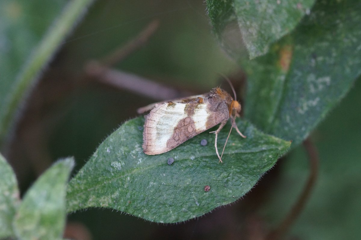 #meimotten De mooie koperuil (Diachrysia chrysitis) in de tuin jaren geleden alweer.