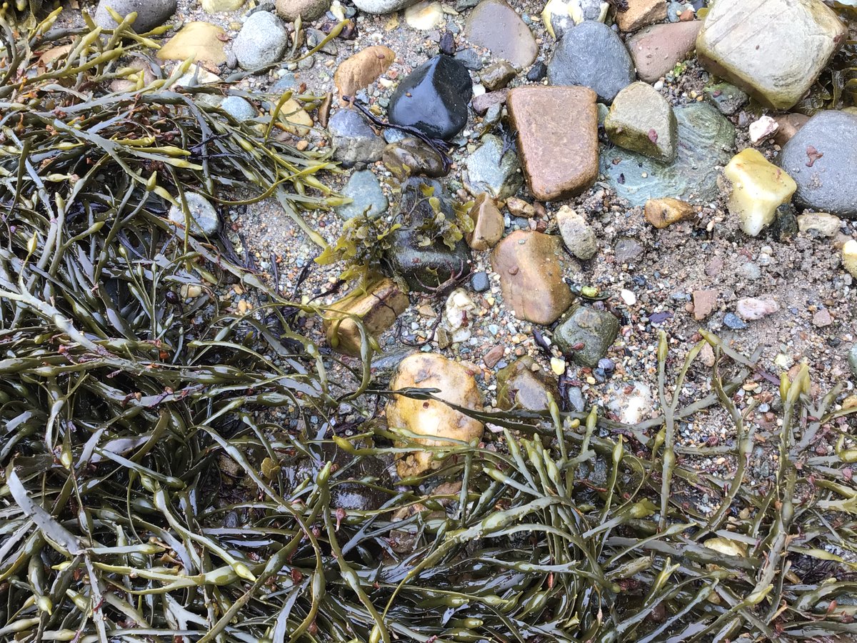 StrachurP's tweet photo. Our Pre 5s visited the beach this morning and went exploring π#strachur #strachurprimary #lochfyne #argyllandbute #abc_OCTF #abcey #abcplace2b #outdoorlearning #whatsontheshore https://t.co/bp2bnWv5Yp