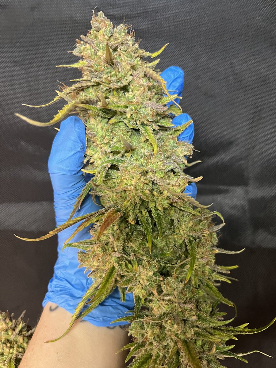 Mephisto Hubbabubbahaze 🔪🔪🔪