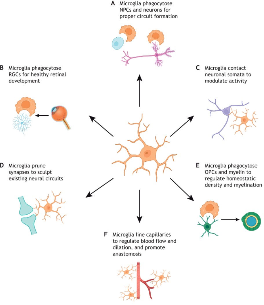 Dev_journal's tweet photo. A Review on the crucial role of microglia in neural development from Lindsey Mehl, Erin Gibson @ErinMGibson, Tuan Leng Tay @TayLab_CNS and colleagues.
https://t.co/zVjbeEBiWb
#DevImmuneSI
6/10 https://t.co/KbQKGnPXkI