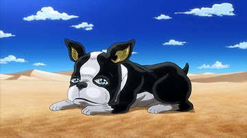 ジョジョ3部 イギーってどんな犬 犬種はボストンテリア