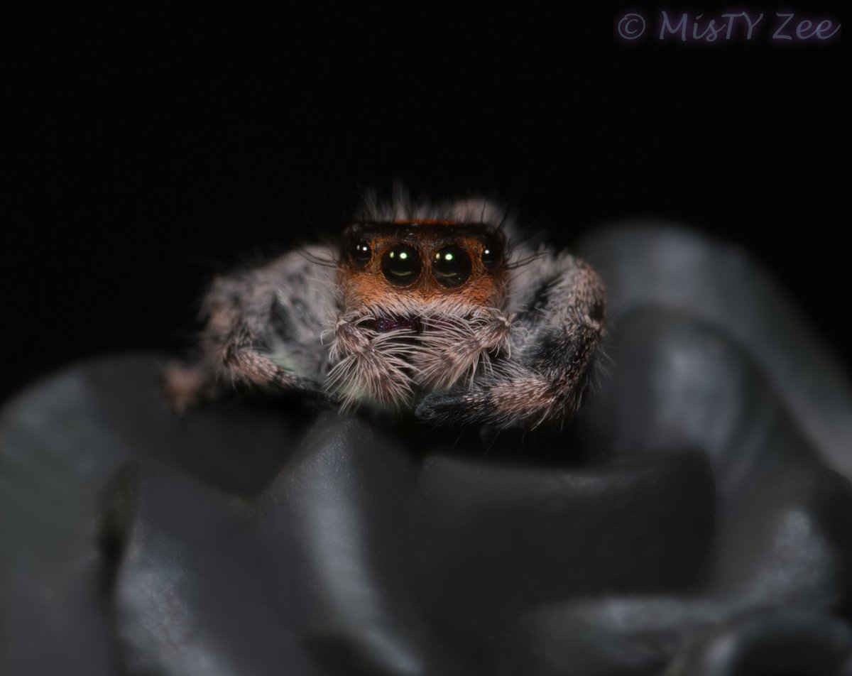 mis_ty_zee's tweet photo. It was a sad day yesterday.  My female  spider Newt passed away 😢 Such a pretty girl. I'll be sharing some memorial photos of her over the next few days.
#phidippusregius #jumpingspider #entomology #entomologyphotography #memorialphoto #memorialportrait #nikond850 https://t.co/SB2pzeG4SZ