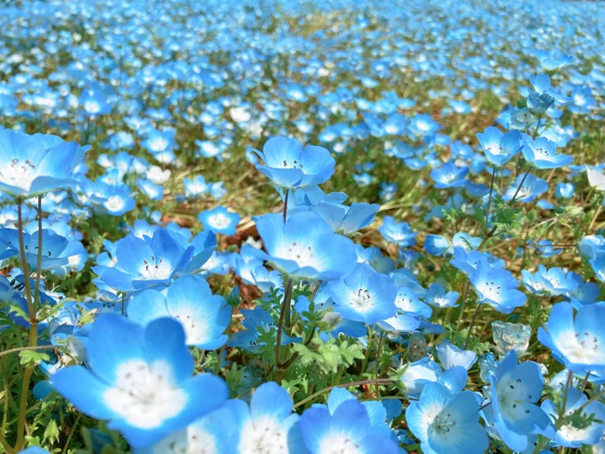 ネiモiフiィiラ畑でつかまえてなデートするダキと引率のnzニキの思い出…念願の青い花の海を見る事ができて嬉しかったです 