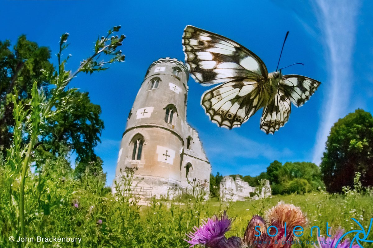 snapagency's tweet photo. Fascinating photographs of butterflies, dragonflies and ladybirds taken at ground level demonstrate a 'bug's eye view' of the world. The revealing photos were captured with specially designed camera equipment.
📸 - John Brackenbury
#butterflies #bugseyeview #bugs #photography https://t.co/SubfMrXE5S