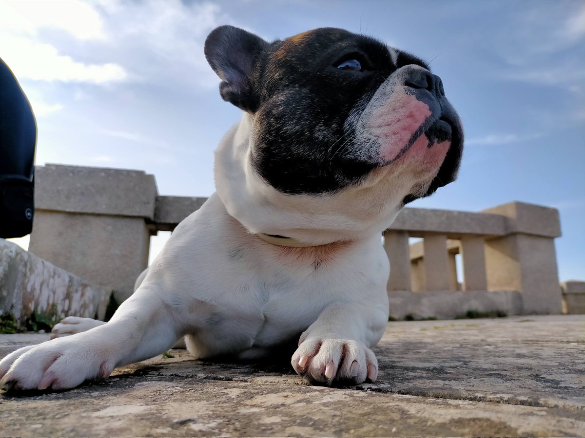 imacupp's tweet photo. mi pequeño amor, lo que m duele no verte rondando por casa o tomando el sol en el patio, te voy a amar todos los días de mi vida, gracias por nunca ser un perro normal, y precisamente por eso ser el mejor perro que pudimos tener, por hacer siempre lo que te dió la gana, por tanto https://t.co/Nikp9XfcRp