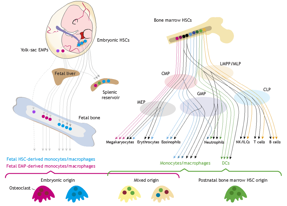 Dev_journal's tweet photo. A Review on the embryonic origins of osteoclasts and their role in the regulation of bone development, homeostasis and repair from Yasuhito Yahara, Benjamin Alman @DukeOrtho and colleagues.
https://t.co/cdEy3l86ZU
#DevImmuneSI
7/10 https://t.co/tujI25t5sk
