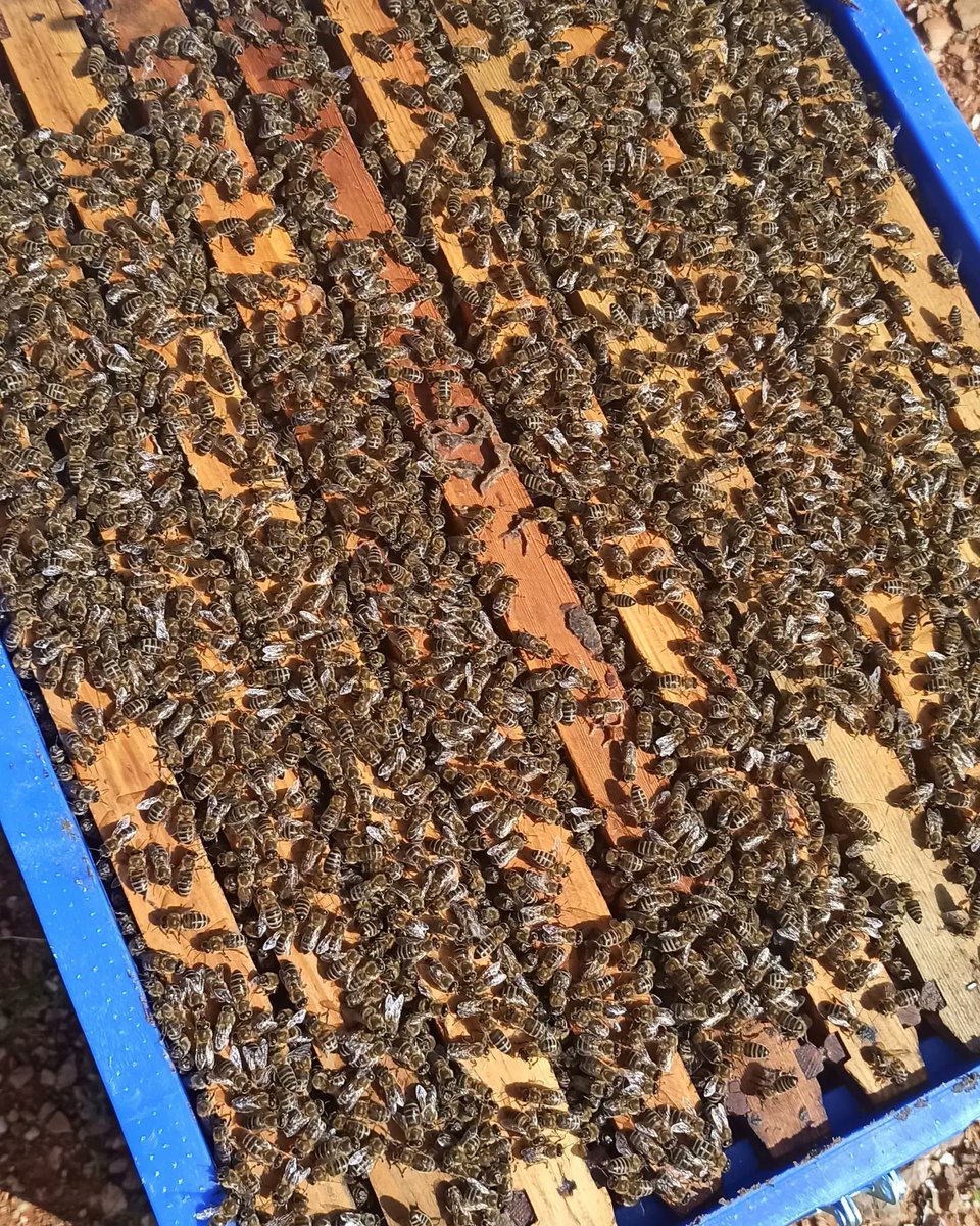 GreekBeeKeeper's tweet image. Full #frames mean strong #colony! 
The #bees on this #hive are estimated to be over 10.000 😛🐝 
#beekeeping #bee #honey #hive #bee nature #beekeepinggreece #storiesofabeekeeper