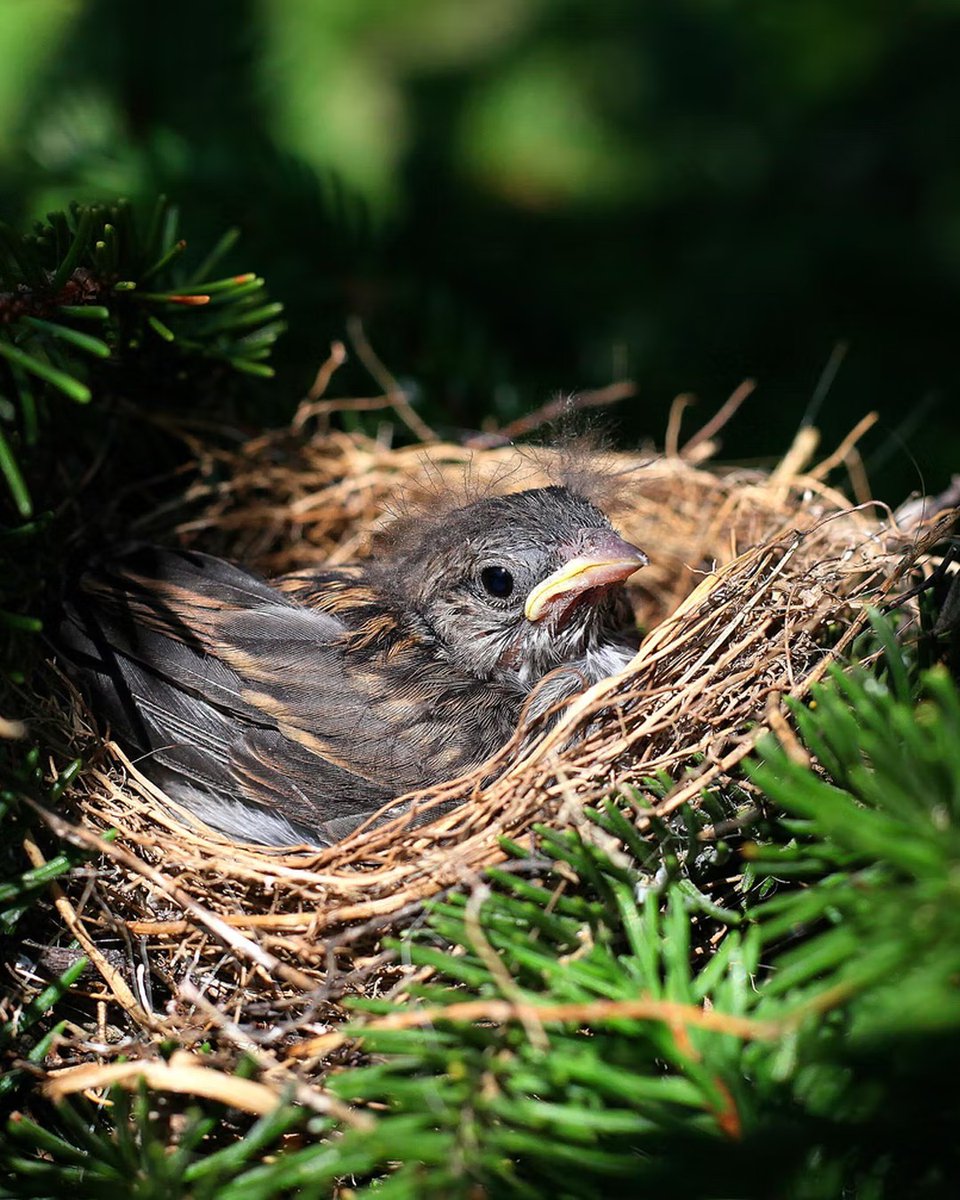 BirdsBeans's tweet photo. Before you trim your trees this spring, keep in mind you could potentially disturb a birds nest. Consider trimming back in the fall instead to ensure birds keep their homes.
#organicliving #organicproduct #coffee #coffeeculture #coffeegram #thebirdingsquad #ecofriendly #ecofrie https://t.co/jOFdChzBLM