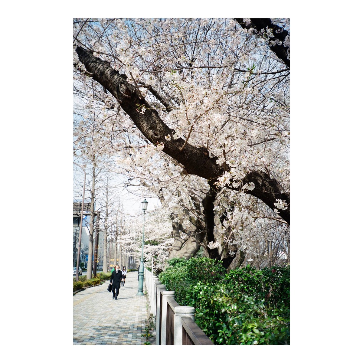 sa_film_'s tweet photo. 何年ぶりかに都会に行った日のこと

#film #filmphotography 
#yousawscenes 
#フィルム写真 #フィルムカメラ
#autoboyn105 https://t.co/Q7EHQTNSag