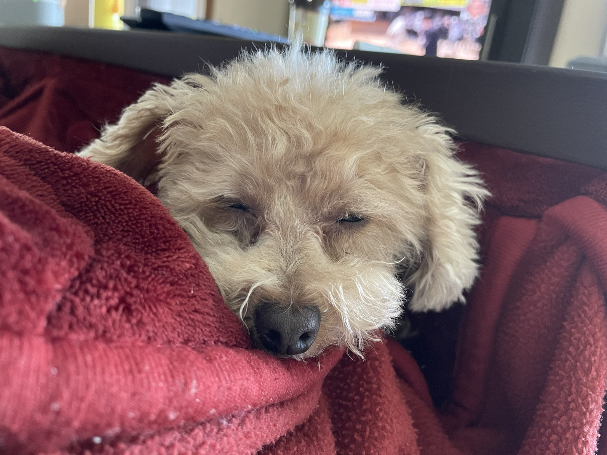 تويتر 濱野喬亮 على تويتر Gw 西日本でのライブが固まっているので大阪の実家に滞在しておりまして 実家の犬が可愛いです 膝の上 で寝るのが得意です 名前はルルです T Co Nl0mmrywtz