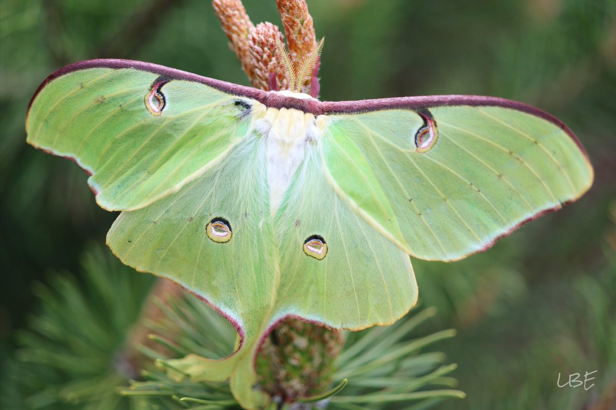 “The beauty of the natural world lies in the details.” -Natalie Angier

#LunaMoth #MacroPhotography #NatureIsAmazing #CanonUSA #NaturePhotography #CanonFavPic #NatureUpClose #NaturalBeauty